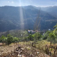 زمین بعد از خاورخانم ، ویو ابدی جنگل