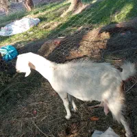 گوسفند رشتی|حیوانات مزرعه|نگین کویر, |دیوار