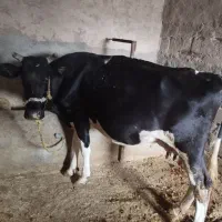 گاو|حیوانات مزرعه|کرمانشاه, |دیوار