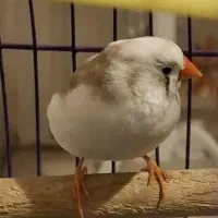 فنچ نر و ماده رنگ خاص باقفس و لانه و...