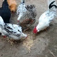 تخم نطفهدار گلینهای اصیل و کرچ شو|حیوانات مزرعه|رشت, سعدی (تختی)|دیوار