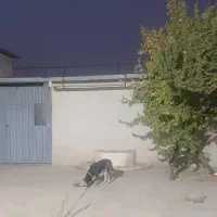 سرایداری برای زوج ویلا کلاردشت