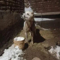 سگ ا|سگ|اسحاق آباد, |دیوار