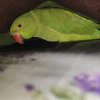 طوطی ملنگو|پرنده|بوشهر, |دیوار