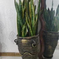 گلدان سانسوریا لب طلایی