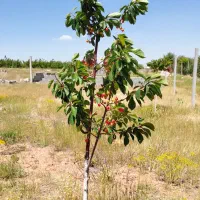 فروش ومعاوضه زمین ویلایی ۴۵۳متر مزرعه|فروش زمین و ملک کلنگی|صوفیان, |دیوار