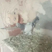 ۶تاترکیه وقره گلفه