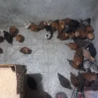 جوجه گلپایگان و مرغ تخم گذار