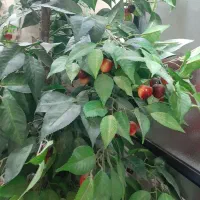 درختچه گیلاس