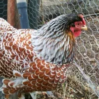 جوجه ویاندوت|حیوانات مزرعه|تهران, آرارات|دیوار