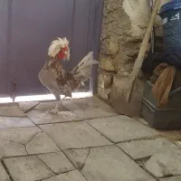 خروس لهستانی