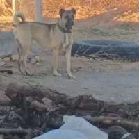 سک سراب نره جوان