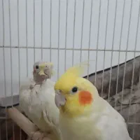 یک جفت عروس هلندی مولد چهار تخمی