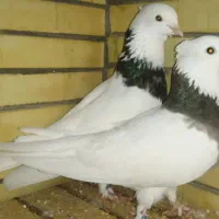 جفت کبوتر طوقی هفت رنگ سرور|پرنده|اصفهان, ارغوانیه|دیوار
