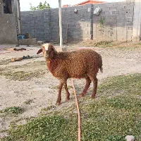 بره نر،مخصوص پروار،خوراک خور بزرگ