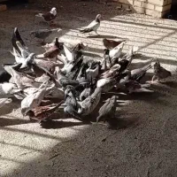 کفتر یه جایی|پرنده|قم, سراجه (۱۵ خرداد)|دیوار