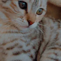 بچه گربه گمشده