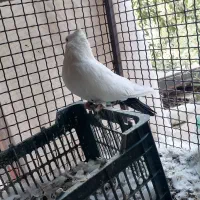 دم سیاه|پرنده|نرماشیر, |دیوار