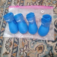 کفش و قلاده سگ