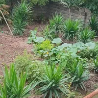 فروش درختچه یوکا