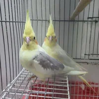 عروس هلندی نر وماده جفت کارداده