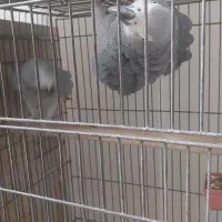 کاسکو جفت مولد