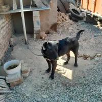 سگ قدرجونی|سگ|تیران, |دیوار