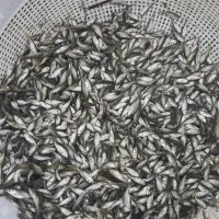 ماهی کپور آمور فتوای بیکهد عهده