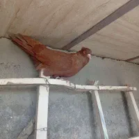 سرخ