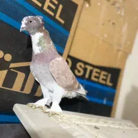 کفتر شازده پا پر نر|پرنده|فردیس, فردیس|دیوار