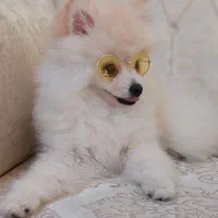 معاوضه سگ پامرین فقط با گربه|سگ|لاهیجان, قیام|دیوار