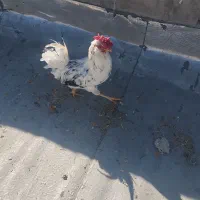 فروش فوری دو عدد خروس گلین ریشی کاکلی چل تاج