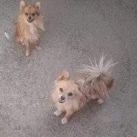 سگ پایمر روباهی