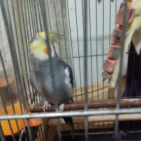 عروس هلندی،فروش یا معاوضه|پرنده|صومعهسرا, |دیوار