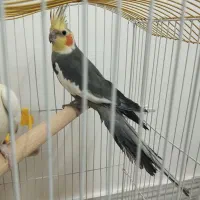 عروس هلندی نر جوان آماده جفت گیری