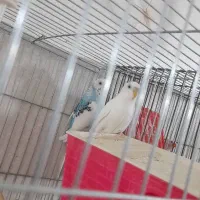 جفت مرغ عشق کار داده