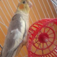 جفت عروس هلندی دو ساله و بالغ