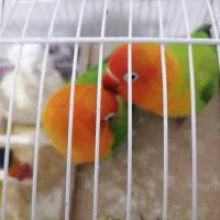 کوتوله برزیلی