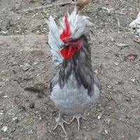 خروس طوسی