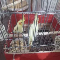 عروس هلندی سروحال پروانی