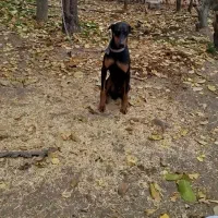 واگذاری سگ دوبرمن