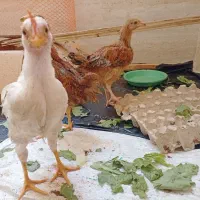 مرغ و خروس رسمی