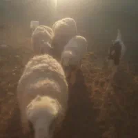 قوچ میش کاور زیر قیمت