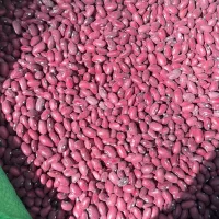 فروش عمده لوبیا قرمز