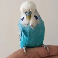 مرغ عشق انگلیسی مولد گرید بالا و رام دستی