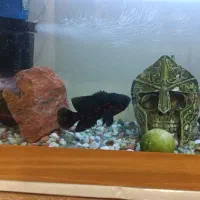 آکواریم و میز فرفوژه و ماهی|ماهی|اصفهان, امیرعرب|دیوار