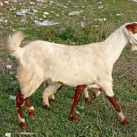 بز با بزغاله نر شکم دوم