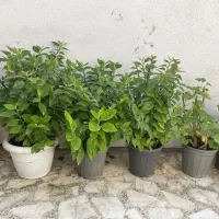 گلهای زیبا|گل و گیاه طبیعی|رشت, دیلمان|دیوار