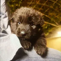 ژرمن بلک|سگ|تهران, اختیاریه|دیوار