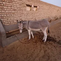 خر گله